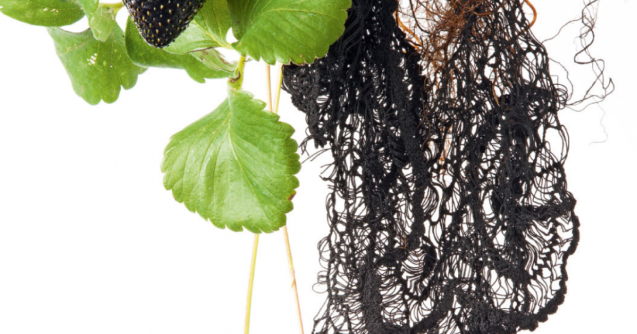 Envisioning a world of new genetically-engineered materials is Black Strawberry Lace by Carole Collet, from the Engineer Nature! trend